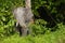 Pygmy elephant