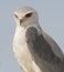 Pygmy falcon.