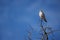 Pygmy falcon African small predator tree portrait