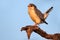 Pygmy falcon on a branch
