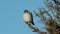 Pygmy falcon perched on a branch