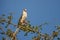 Pygmy Falcon - Polihierax semitorquatus