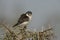 Pygmy falcon, Polihierax semitorquatus