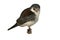 Pygmy falcon, Polihierax semitorquatus