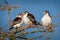 Pygmy Falcon - Polihierax semitorquatus or African falcon bird native to Africa, smallest raptor on the continent, prey on