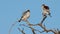 Pygmy falcons perched on a branch