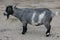 Pygmy Goat 01