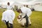 Pygmy Goat being judged in ring at the Royal Cheshire