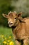 Pygmy Goat or Dwarf Goat, capra hircus, 3 Months Old Baby Goat Calling