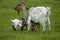 PYGMY GOAT OR DWARF GOAT capra hircus, MOTHER WITH KID