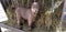 Pygmy goat kid munching on straw - Baby Goat - Capra aegagrus hircus