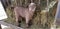 Pygmy goat kid munching on straw - Baby Goat - Capra aegagrus hircus