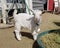 Pygmy goat kid munching on straw - Baby Goat - Capra aegagrus hircus