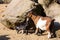 Pygmy goat kid with spring