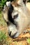 Pygmy Goat Sniffing