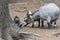 The pygmy goat with their kids in wildlife park.