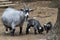 The pygmy goat with their kids in wildlife park.