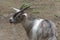 The pygmy goat with their kids in wildlife park.