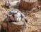 Pygmy goats on logs