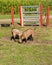Pygmy goats in a pasture