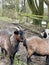 Pygmy goats in winter