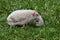 A pygmy hedgehog Atelerix albiventris is moving a baby to a safer place.