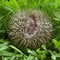 Pygmy hedgehogs.