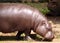 Pygmy Hippo