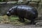 Pygmy Hippo