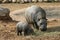 Pygmy hippo with baby