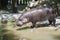 Pygmy hippo (Choeropsis liberiensis)
