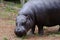 Pygmy hippo looks at camera