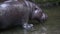 A Pygmy Hippo, Pygmy Hippopotamus, resting in the water