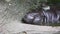 A Pygmy Hippo, Pygmy Hippopotamus, resting in the water