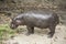 Pygmy Hippo / pygmy hippopotamus is a small