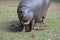 Pygmy Hippo Ready for the Dental Exam