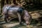 Pygmy Hippo, small hippopotamus