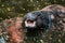 Pygmy Hippo, small hippopotamus