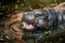 Pygmy Hippo, small hippopotamus