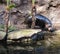 Pygmy hippo standing next to water pond