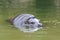 Pygmy hippo swimming