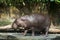 pygmy hippopotamus pictures