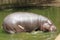 Pygmy hippopotamus