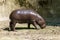 The pygmy hippopotamus