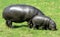 Pygmy Hippopotamus 8