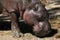 Pygmy hippopotamus (Choeropsis liberiensis).