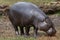 Pygmy hippopotamus Choeropsis liberiensis