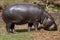 Pygmy hippopotamus Choeropsis liberiensis