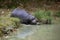 Pygmy Hippopotamus, choeropsis liberiensis, Adult entering Water