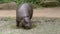 Pygmy hippopotamus Choeropsis liberiensis at the water reservoir